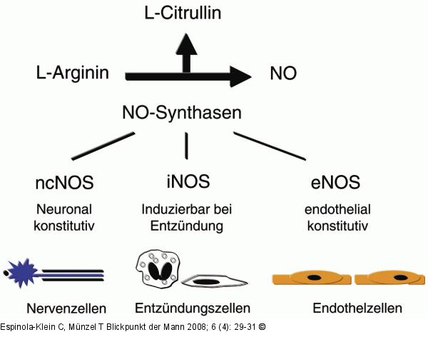 NO-Synthetasen