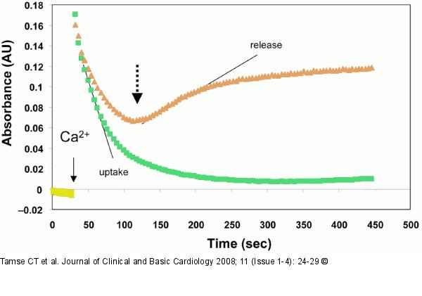 Calcium Kinetics