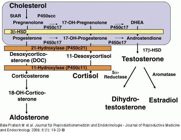 Adrenal steroidgenesis