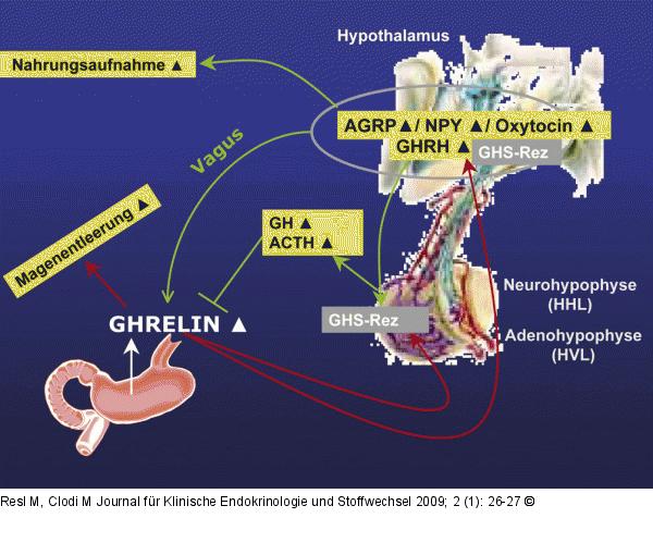 Ghrelin