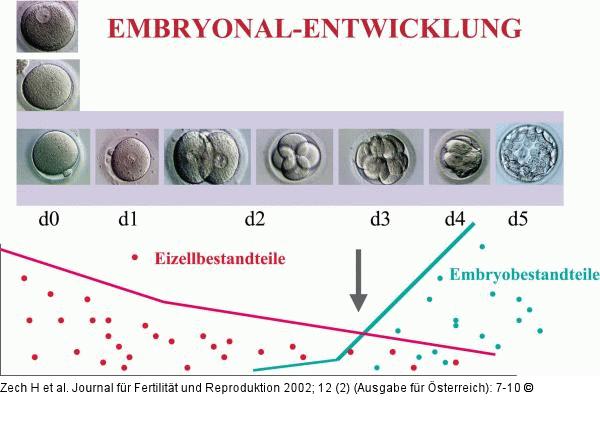 Embryonalentwickung