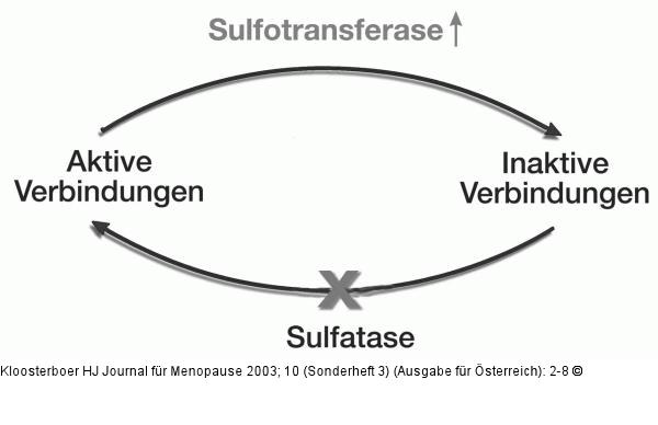 Sulfatase - Sulfotransferase