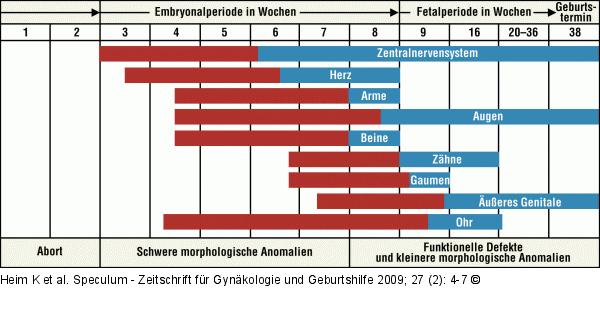 Pränatale Entwicklung