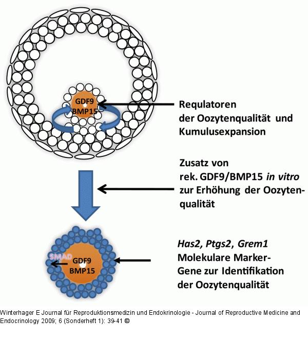 Oozytenqualität