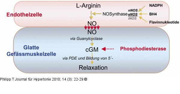 Arginin-NO-System