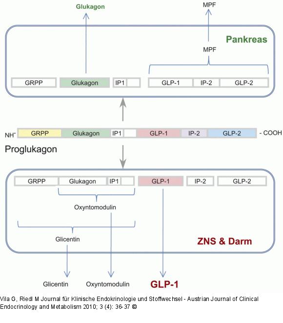 GLP-1