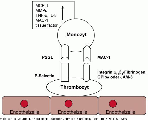 Interaktion von Thrombozyten und Monozyten