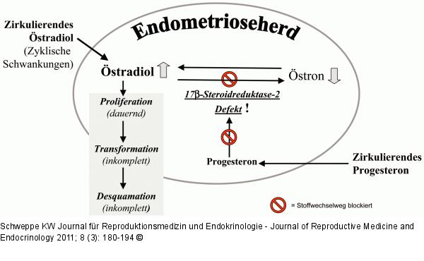 Östrogenstoffwechsel