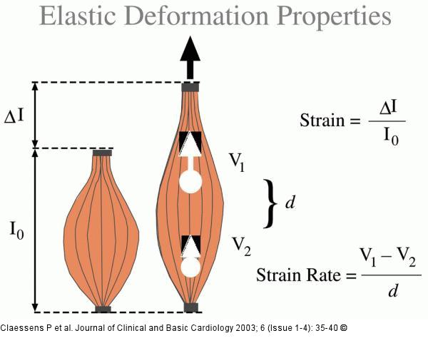 Athlet - Elasitizität - Deformation