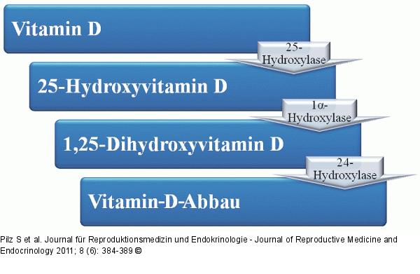 Vitamin-D-Stoffwechsel