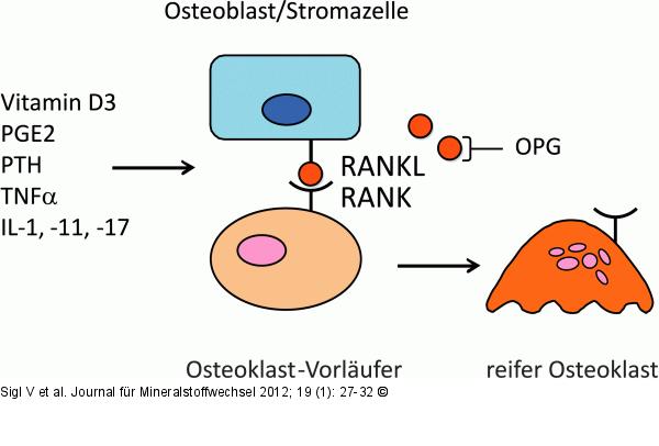 Osteoklastogenese