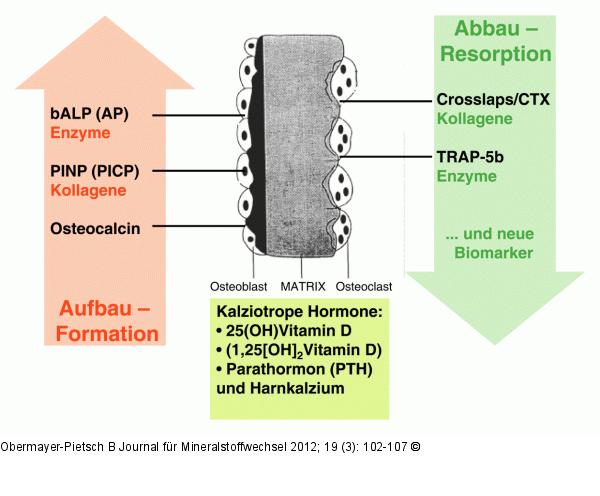 Knochenbiomarker