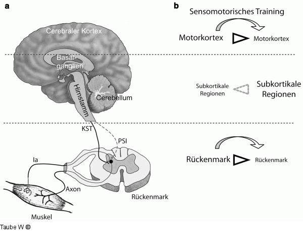 Gleichgewichtstraining