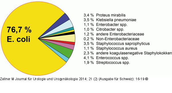 Phytotherapie-Harnwegsinfektion