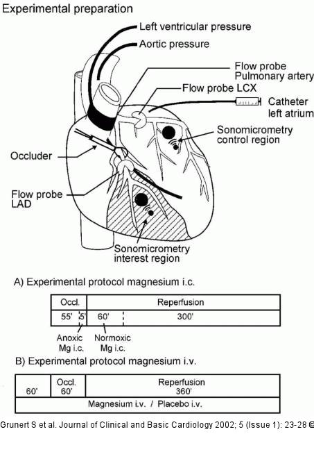 Magnesium - intrakoronar - intravenös