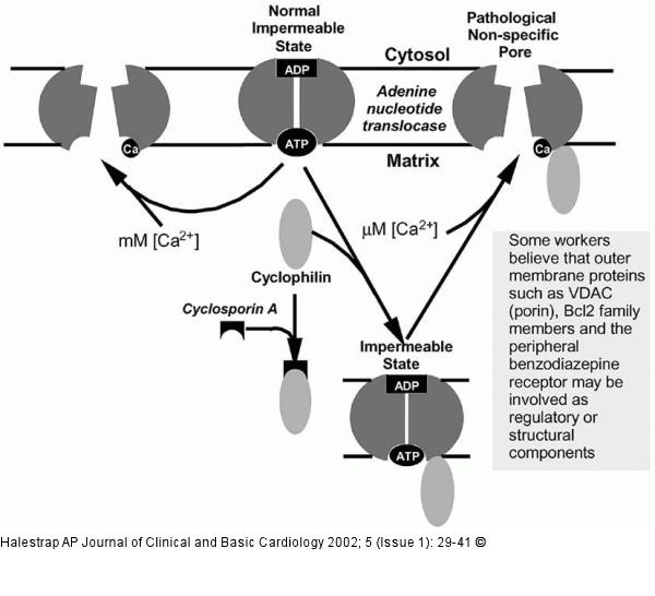 Mitochondrien - Permeabilität