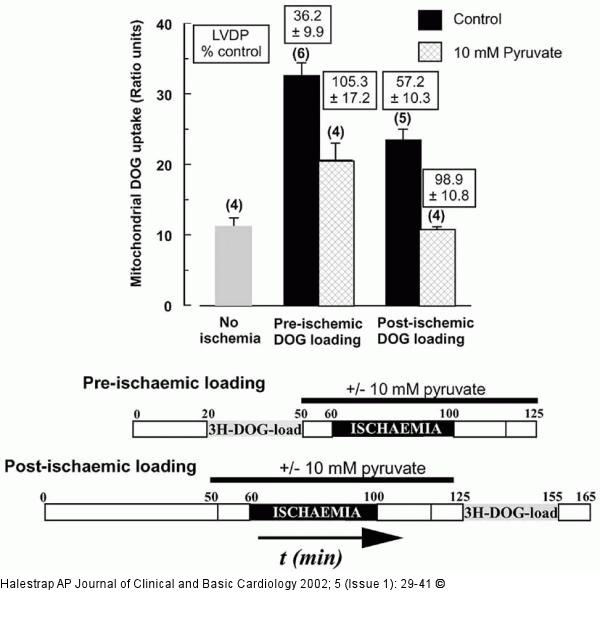 Mitochondrien - Permeabilität