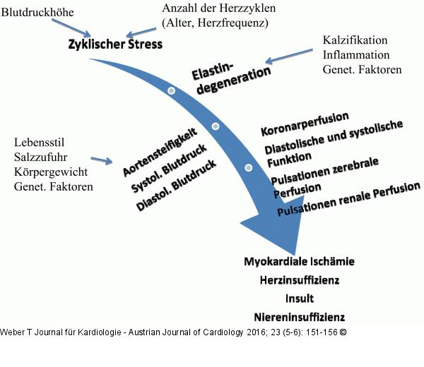 Aortensteifigkeit