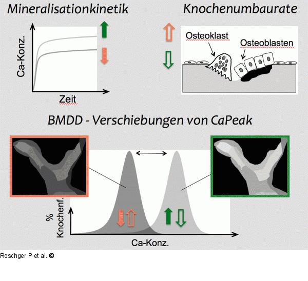 Verschiebung Mineralisationsmuster