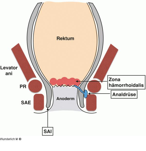 Anorektum