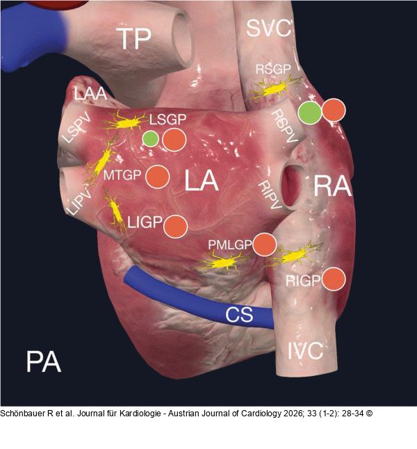 Anatomische Gliederung