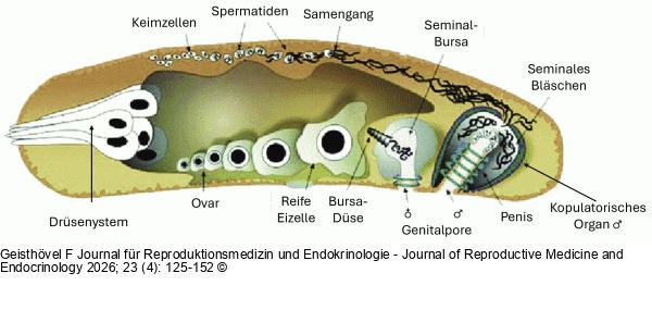 Schematischer Sagittalschnitt
