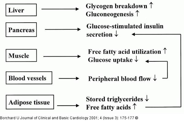 SNS-Überaktivität - Metabolismus