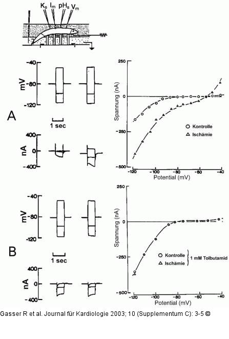 Kalium - transmembranäre Leitfähigkeit