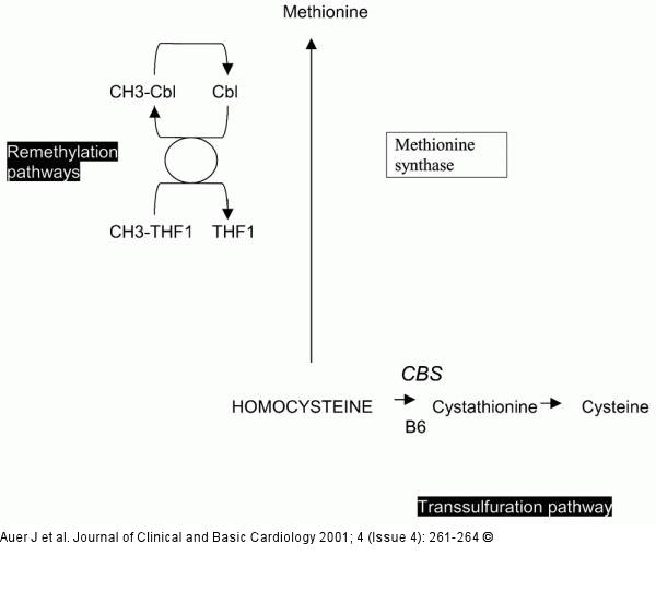 Homocystein - Metabolismus