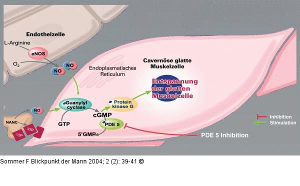 Corpus cavernosum penis - PDE-5-Inhibition