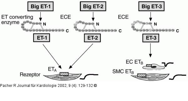 Endothelin - Pathophysiologie