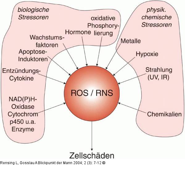 Zellschäden