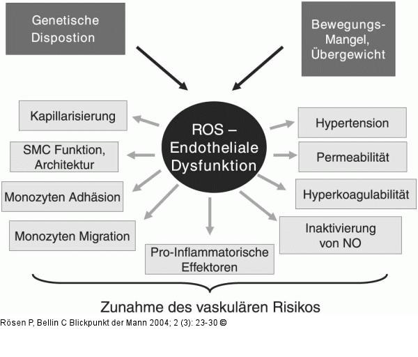 Oxidativer Stress - Endotheliale Dysfunktion