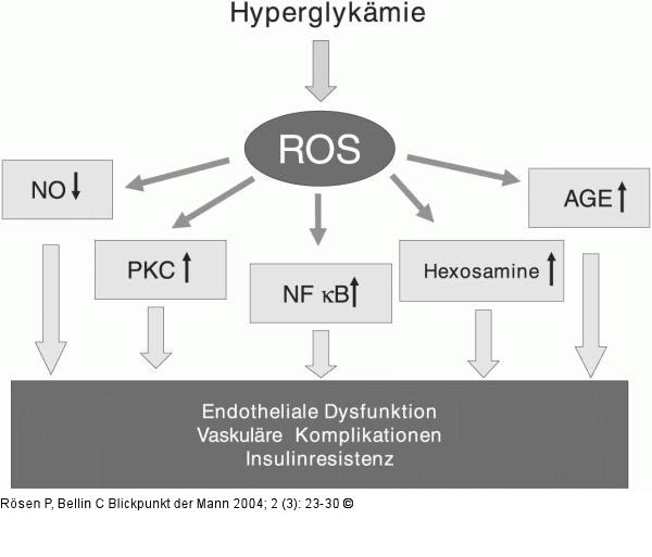 Hyperglykämie - ROS