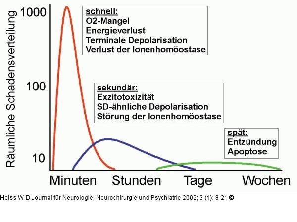Gehirn - Perfusion