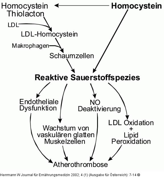 Homocystein - Atherothrombose