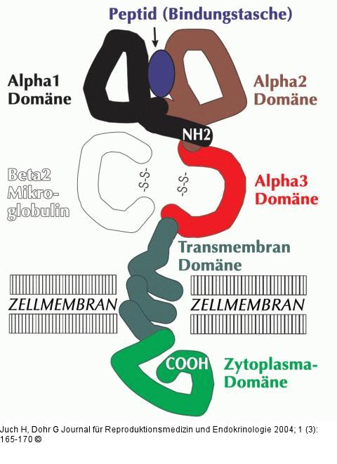 HLA-Klasse-1 - Zelloberflächenantigen