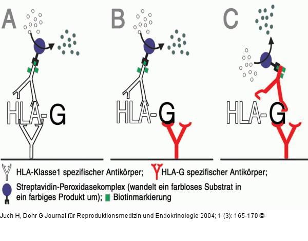sHLG-G-Fangantikörper-ELISA-Aufbau