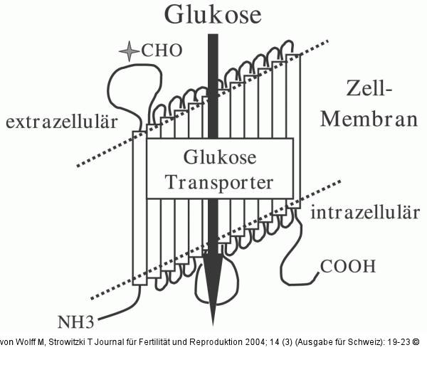 Glukosetransporter