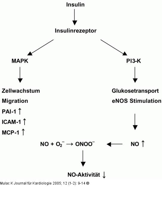 Proteinkinase-Pathway - 3-Kinase-Pathway