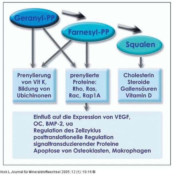 Moleküle - Prenylierung