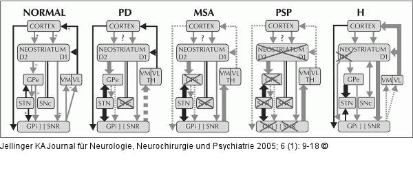 Stammganglien-thalamokortikaler Neuronenkreis