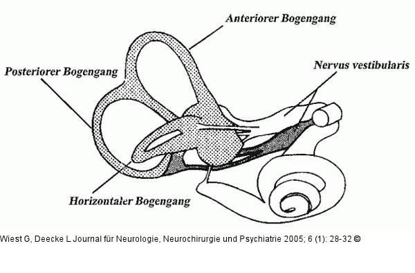 Nervus vestibularis - Bogengänge