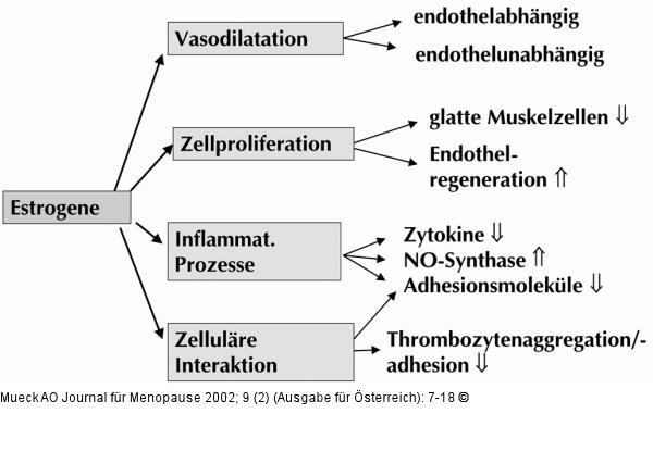 Estrogene - vaskuläre Wirkung