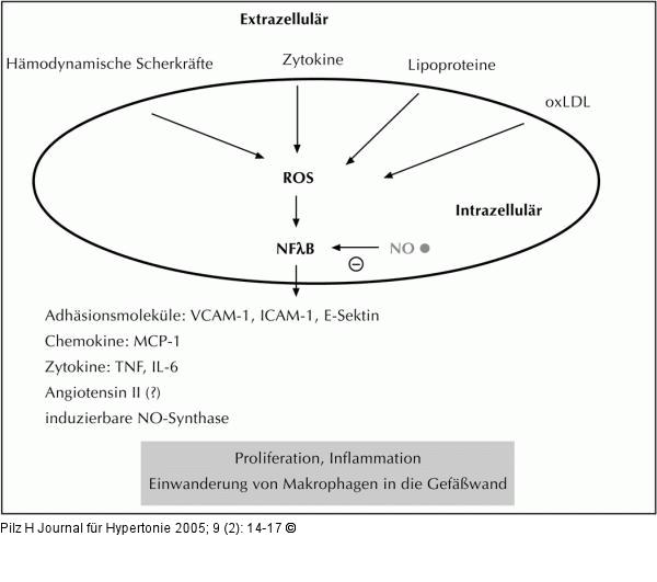 Oxidativer Streß