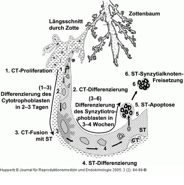 Villösen Trophoblasten - Differenzierung