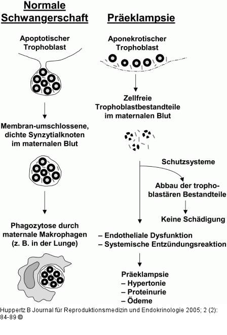 Trophoblast