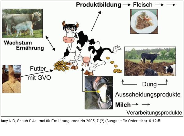 Kuhmodell