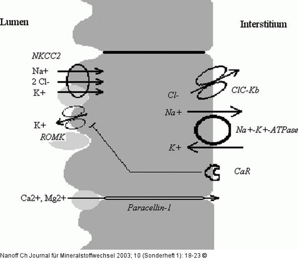 Ionentransport - Henle'sche Schleife