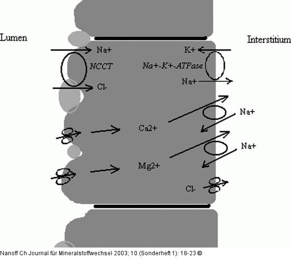 Ionentransport - distaler Tubulus